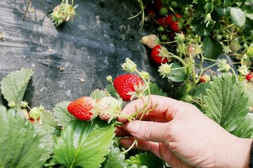 草莓采摘