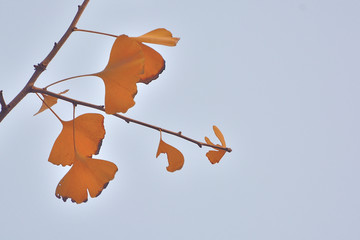 秋冬树叶