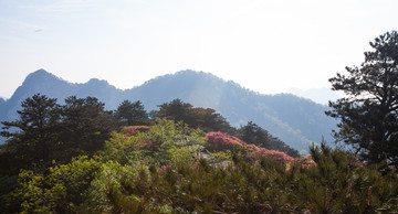 龟峰山 杜鹃花