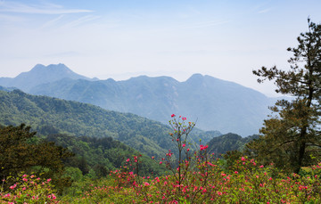 龟峰山 杜鹃花