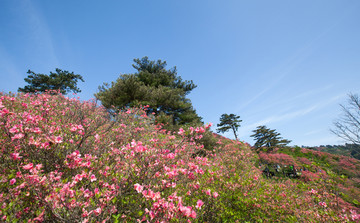 麻城杜鹃花