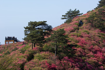 麻城 龟峰山 杜鹃花