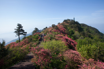 麻城 龟峰山 杜鹃花