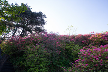 麻城 龟峰山 杜鹃花