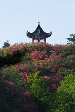 麻城 龟峰山 杜鹃花