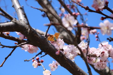 蝶恋花