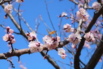 蝶恋花