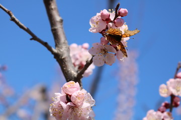 蝶恋花