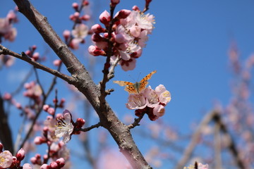 蝶恋花