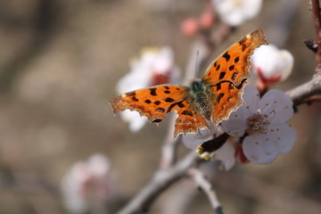 蝶恋花