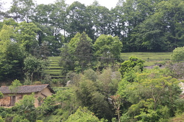 梯田 高山茶园