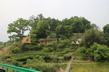 梯田 高山茶园