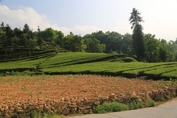 梯田 高山茶园