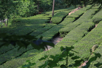 梯田 高山茶园