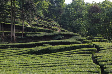 梯田 高山茶园