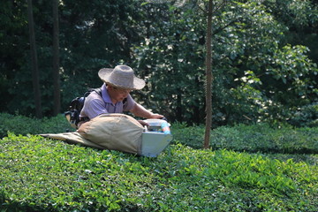 采茶人