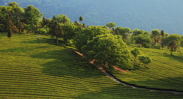 高山茶园