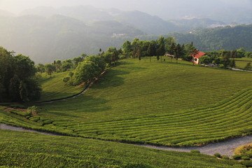 高山茶园