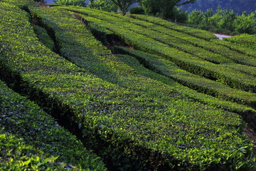 高山茶园