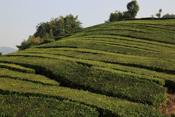 高山茶园