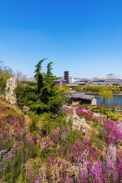 青州宋城风景春天南阳河景区