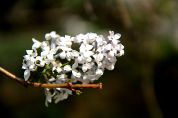 丁香花