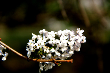 丁香花