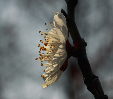 梅花