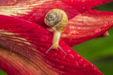 蝸牛和紅花