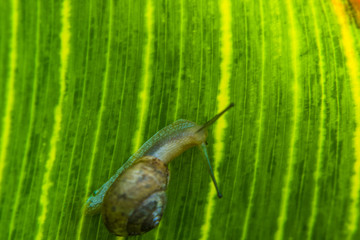 蜗牛 绿叶