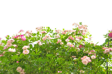 蔷薇花丛摄影