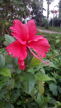 花兒朵朵