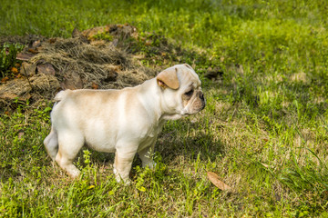 奶油法斗犬