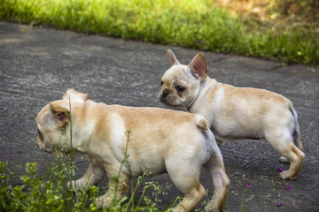 幼犬