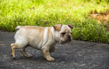 山犬