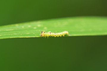 绿叶上爬行的虫子