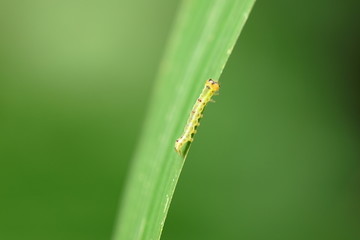 绿叶上爬行的虫子