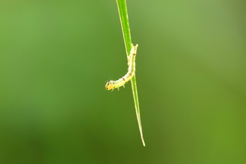 绿叶上爬行的虫子