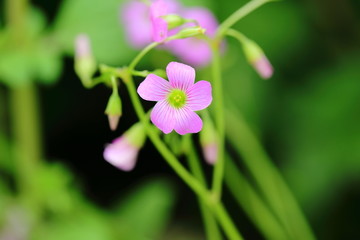 丁香花