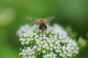 蜜蜂采蜜特写