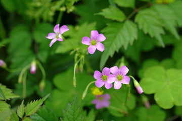 野花高清素材