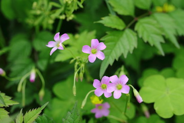 盛开的野花