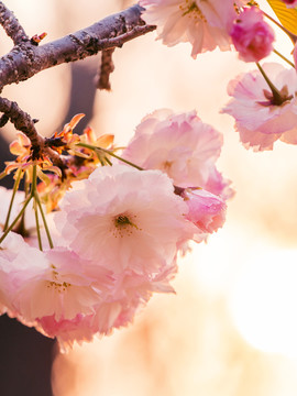 夕阳里的樱花