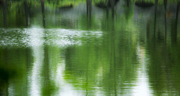 春意成诗谷雨天