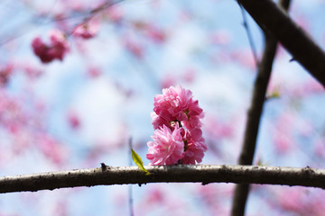 碧桃花