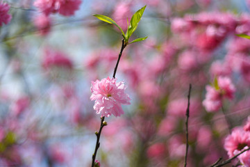 碧桃花