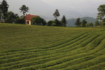 高山茶园