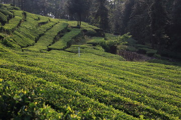 高山茶园