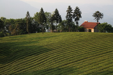 高山茶园