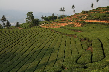 宜昌五峰茶山